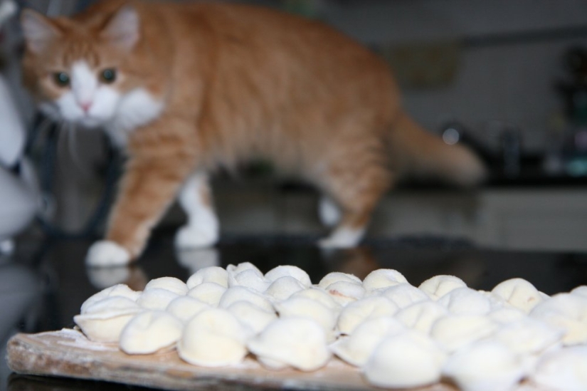 30 razones para cambiar una esposa por un gato 30 razones para cambiar una esposa por un gato