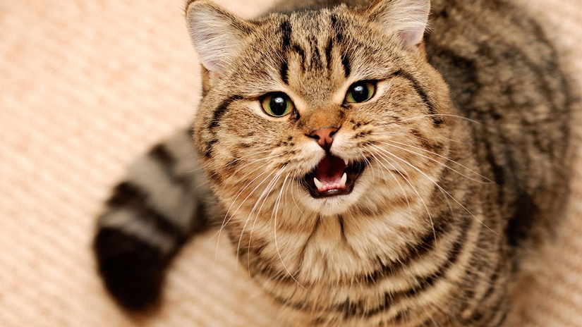 30 razones para cambiar una esposa por un gato 30 razones para cambiar una esposa por un gato