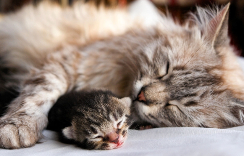 30 razones para cambiar una esposa por un gato 30 razones para cambiar una esposa por un gato