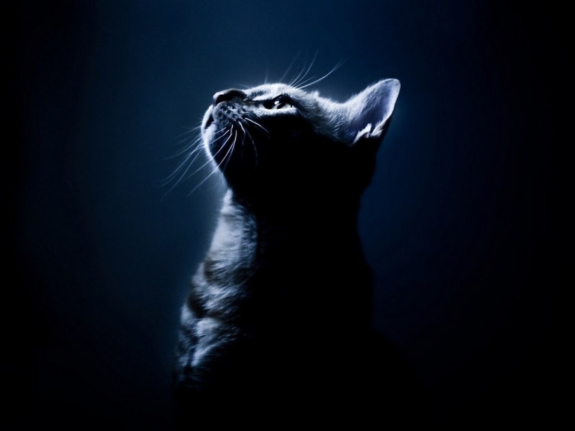 30 reasons to exchange a wife for a cat