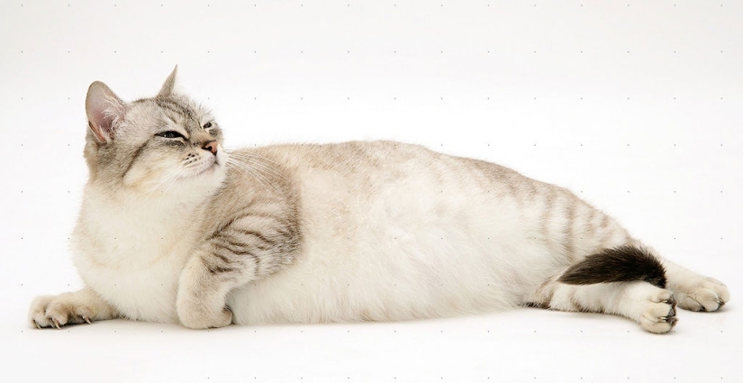 30 reasons to exchange a wife for a cat