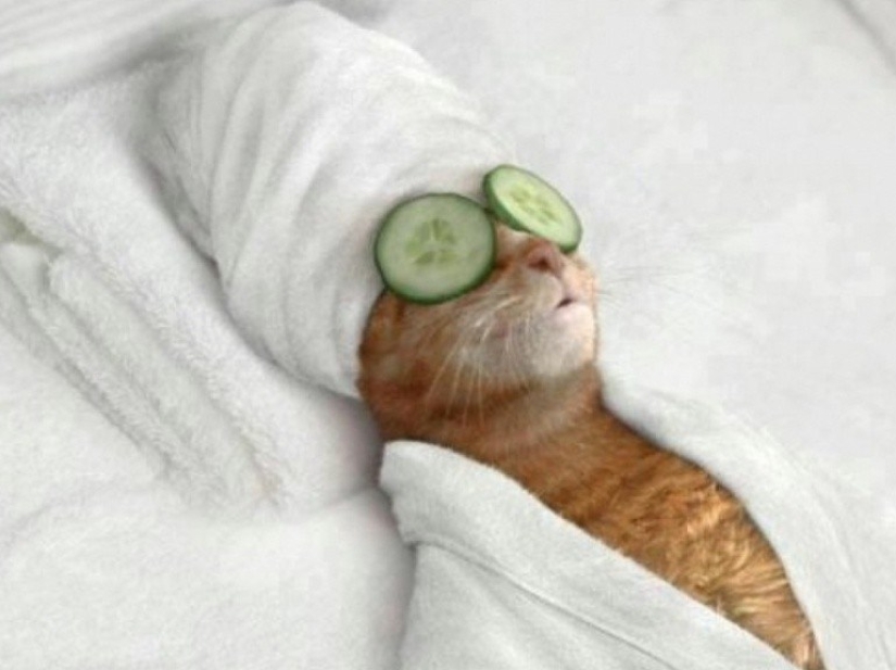 30 reasons to exchange a wife for a cat