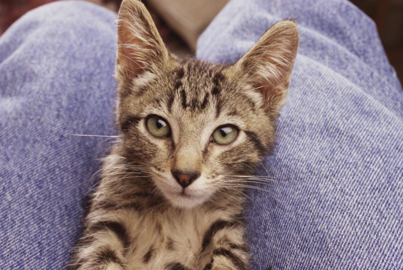 30 reasons to exchange a wife for a cat