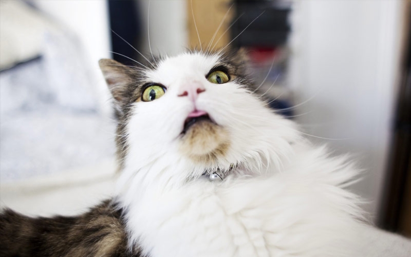 30 ways to use cats in the household 30 ways to use cats in the household