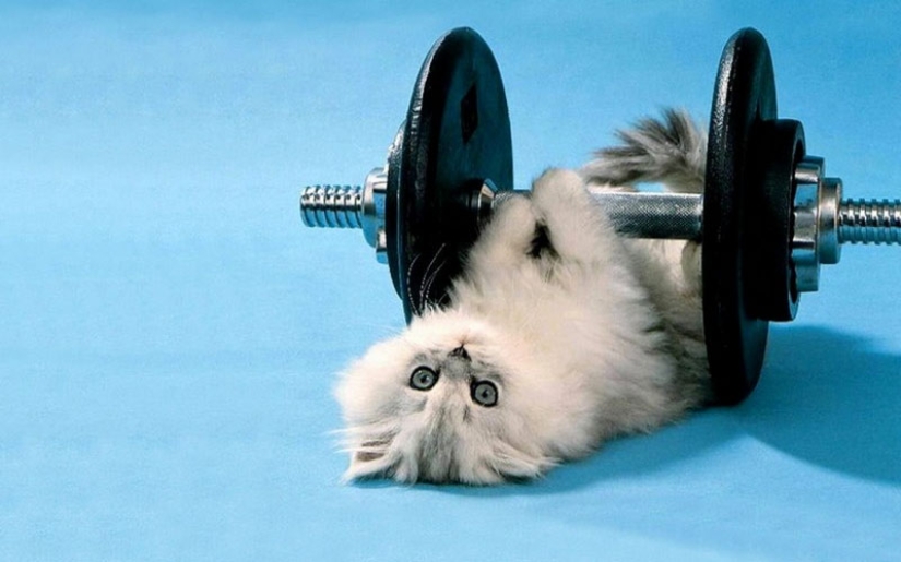 30 ways to use cats in the household 30 ways to use cats in the household