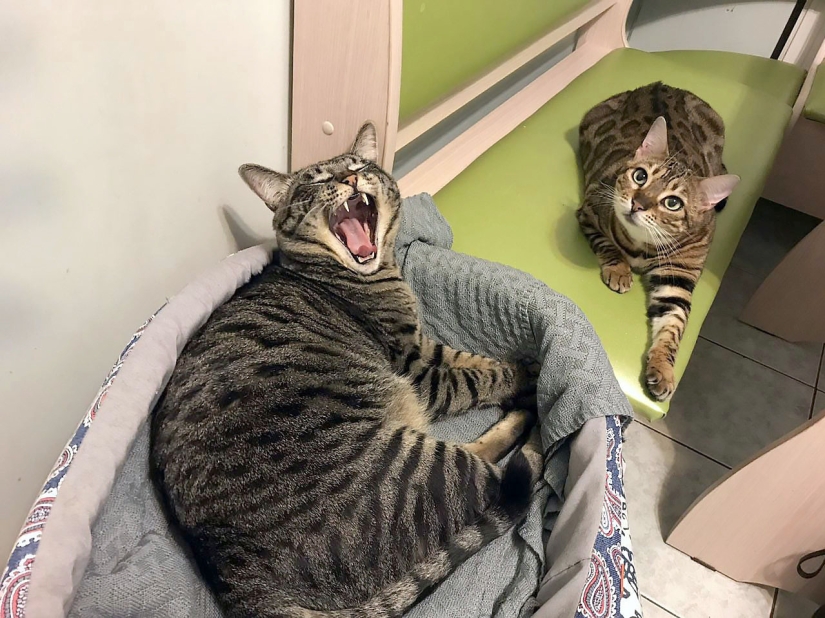 4 canonical tips on how to properly feed domestic cats