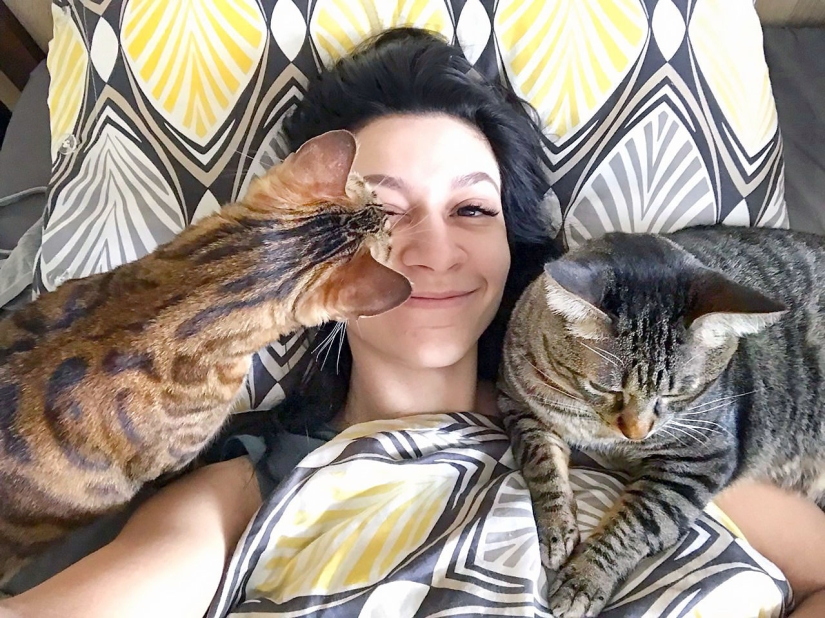 4 canonical tips on how to properly feed domestic cats