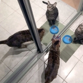 4 consejos canónicos sobre cómo alimentar adecuadamente a los gatos domésticos