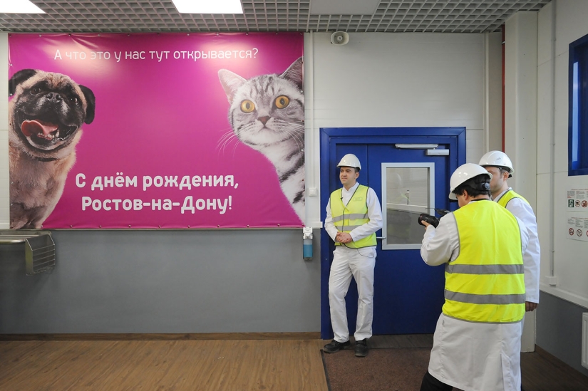 4 consejos canónicos sobre cómo alimentar adecuadamente a los gatos domésticos