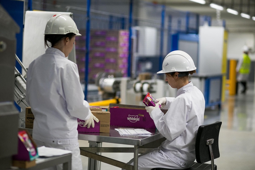 4 consejos canónicos sobre cómo alimentar adecuadamente a los gatos domésticos