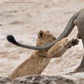 40 sonrisas salvajes en una publicación: una selección de trabajos de los finalistas del concurso fotográfico Comedy Wildlife Photography Awards 2019