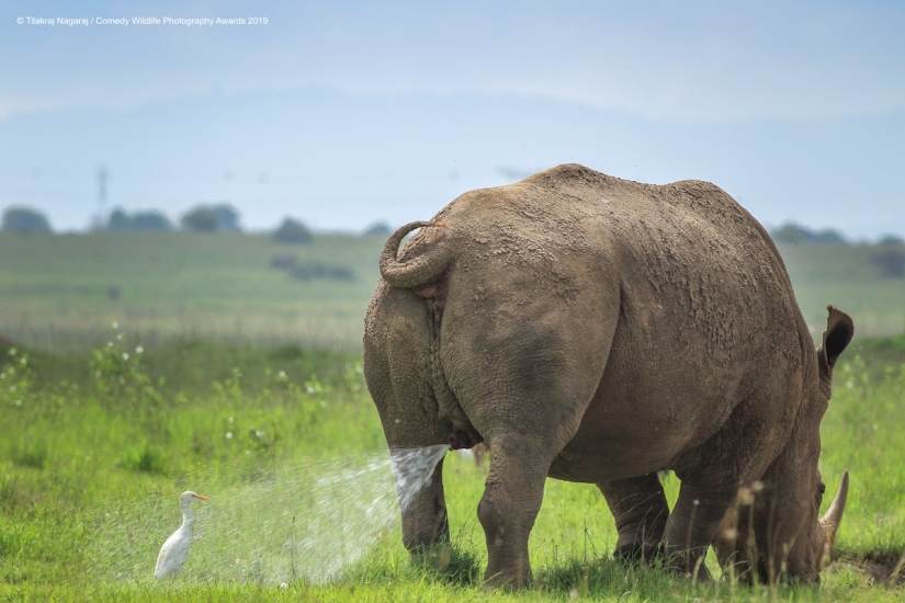 40 sonrisas salvajes en una publicación: una selección de trabajos de los finalistas del concurso fotográfico Comedy Wildlife Photography Awards 2019 40 sonrisas salvajes en una publicación: una selección de trabajos de los finalistas del concurso fotográfico Comedy Wildlife Photography Awards 2019
