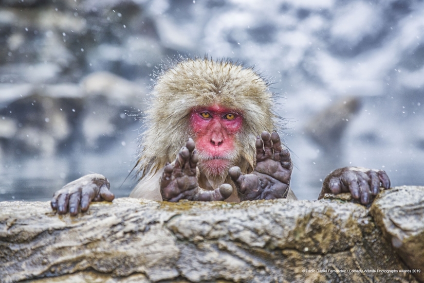 40 sonrisas salvajes en una publicación: una selección de trabajos de los finalistas del concurso fotográfico Comedy Wildlife Photography Awards 2019 40 sonrisas salvajes en una publicación: una selección de trabajos de los finalistas del concurso fotográfico Comedy Wildlife Photography Awards 2019