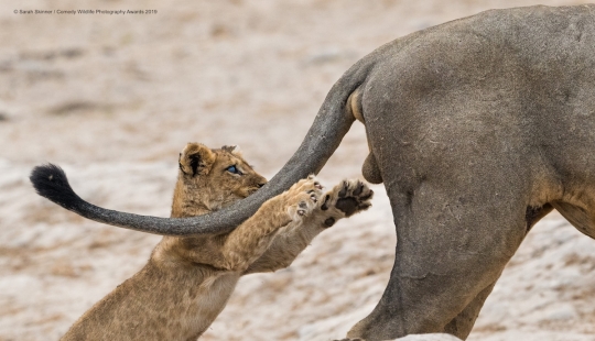 40 sonrisas salvajes en una publicación: una selección de trabajos de los finalistas del concurso fotográfico Comedy Wildlife Photography Awards 2019 40 sonrisas salvajes en una publicación: una selección de trabajos de los finalistas del concurso fotográfico Comedy Wildlife Photography Awards 2019