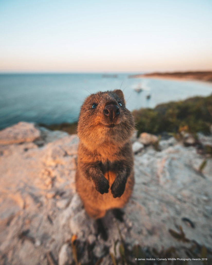 40 wild smiles in one post: a selection of works by the finalists of the Comedy Wildlife Photography Awards 2019 photo contest 40 wild smiles in one post: a selection of works by the finalists of the Comedy Wildlife Photography Awards 2019 photo contest