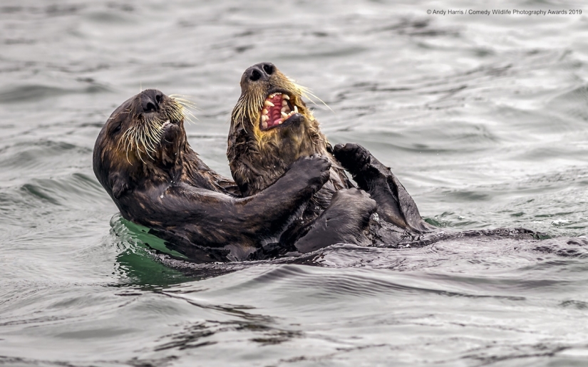 40 wild smiles in one post: a selection of works by the finalists of the Comedy Wildlife Photography Awards 2019 photo contest 40 wild smiles in one post: a selection of works by the finalists of the Comedy Wildlife Photography Awards 2019 photo contest