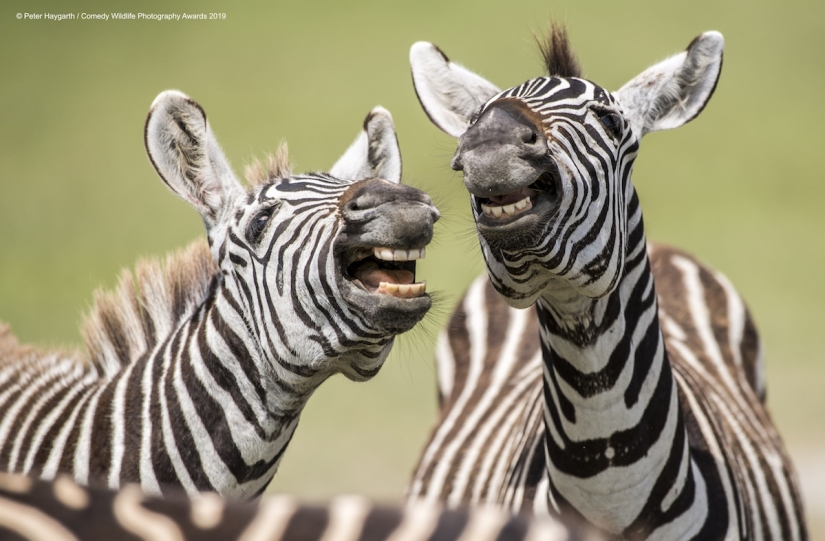 40 wild smiles in one post: a selection of works by the finalists of the Comedy Wildlife Photography Awards 2019 photo contest 40 wild smiles in one post: a selection of works by the finalists of the Comedy Wildlife Photography Awards 2019 photo contest