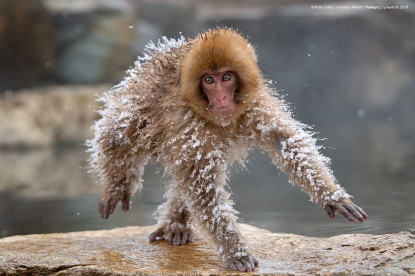 40 wild smiles in one post: a selection of works by the finalists of the Comedy Wildlife Photography Awards 2019 photo contest 40 wild smiles in one post: a selection of works by the finalists of the Comedy Wildlife Photography Awards 2019 photo contest