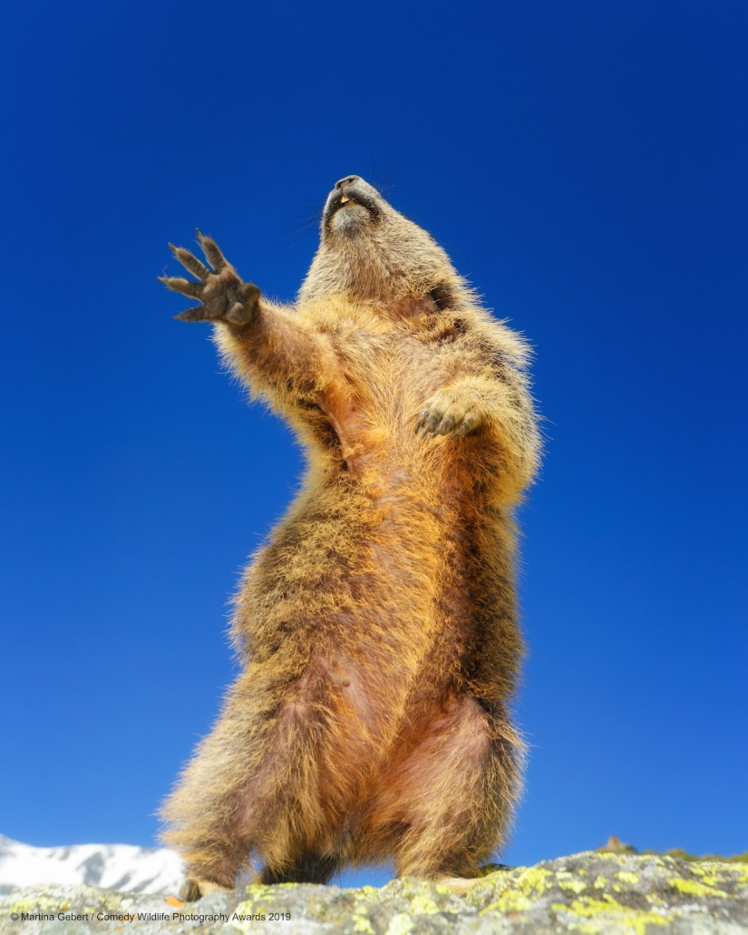 40 wild smiles in one post: a selection of works by the finalists of the Comedy Wildlife Photography Awards 2019 photo contest 40 wild smiles in one post: a selection of works by the finalists of the Comedy Wildlife Photography Awards 2019 photo contest