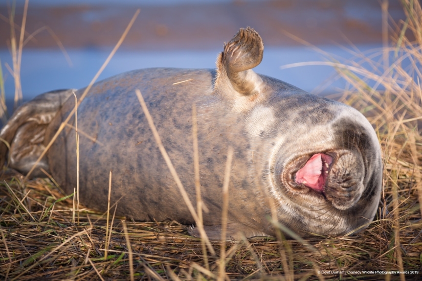 40 wild smiles in one post: a selection of works by the finalists of the Comedy Wildlife Photography Awards 2019 photo contest 40 wild smiles in one post: a selection of works by the finalists of the Comedy Wildlife Photography Awards 2019 photo contest