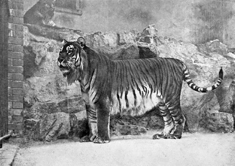 5 extinct animals that used to live in Russia 5 extinct animals that used to live in Russia