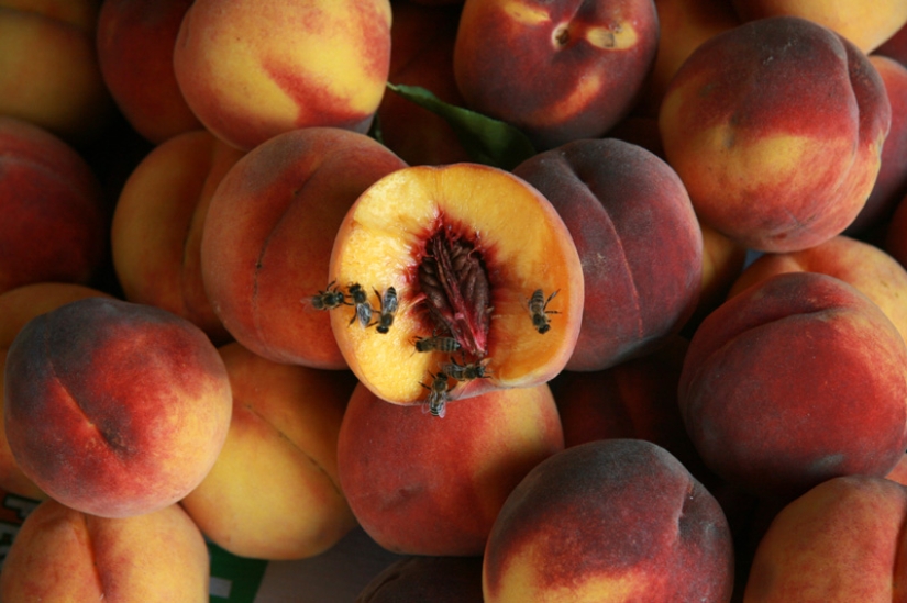 5 tips on how to choose the right delicious and sweet peach
