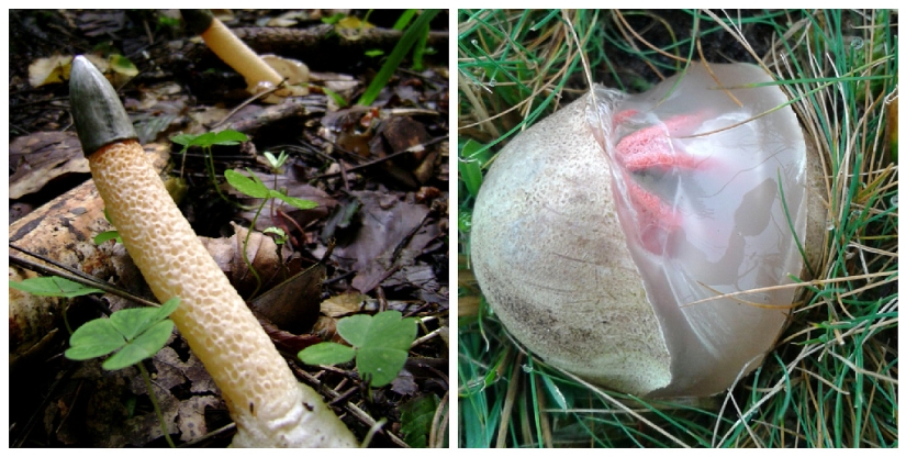 6 cosas que sorprendieron a un residente de Novosibirsk que se mudó a Inglaterra