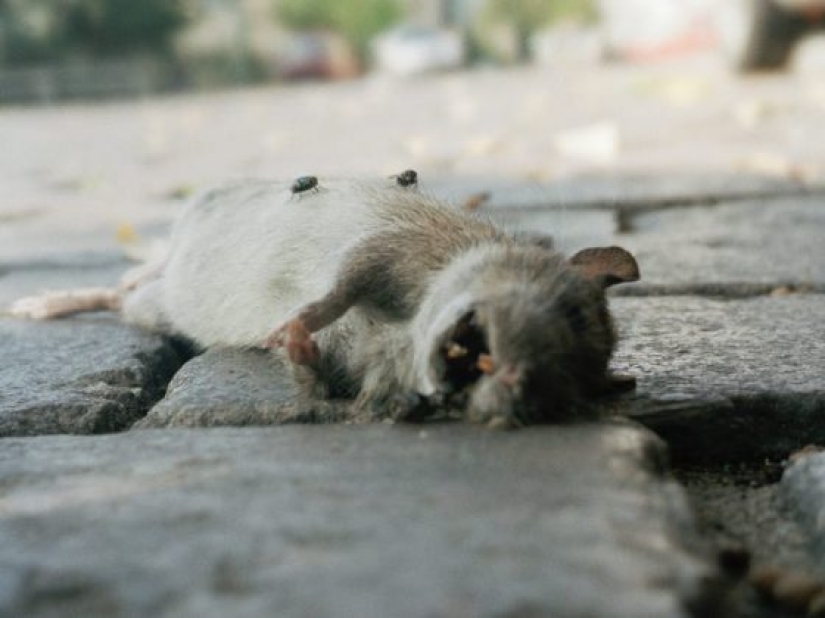 6 dangerous diseases that have returned in the last 10 years