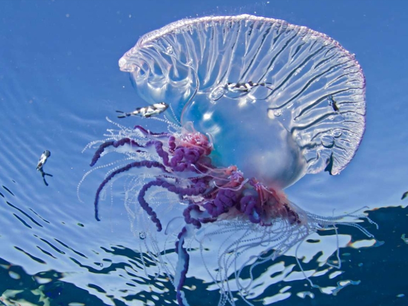 7 most dangerous jellyfish in the underwater world