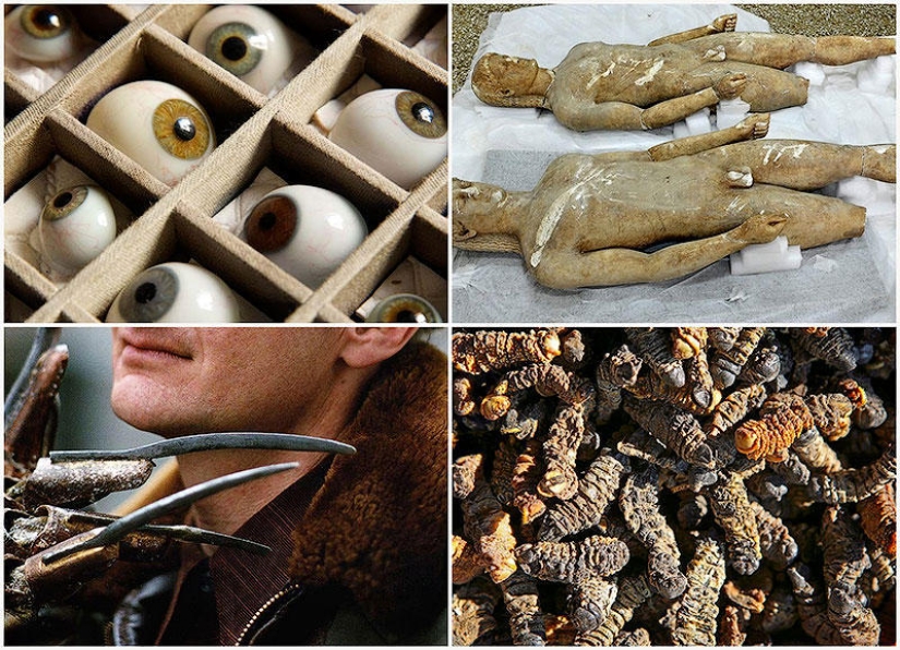 7 most unexpected finds of customs officers