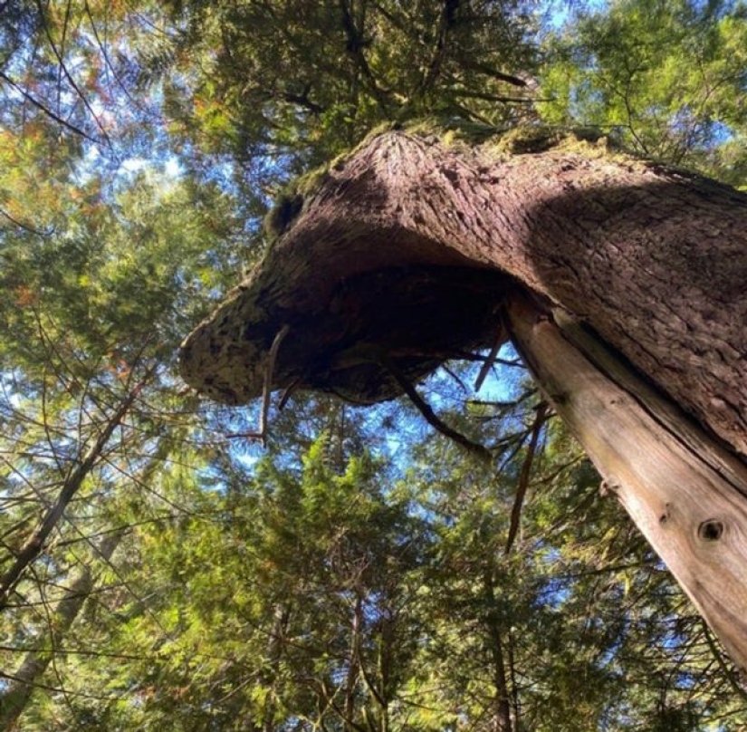 7 veces que dejamos volar nuestra imaginación 7 veces que dejamos volar nuestra imaginación