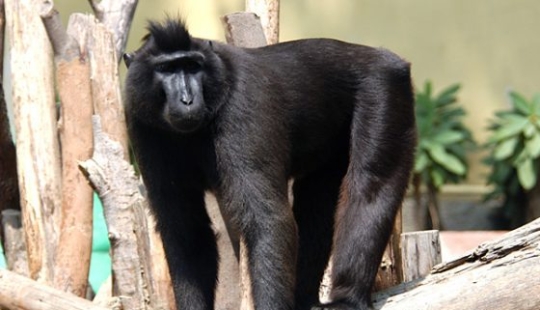 7 weirdest and scariest animals you should run from 7 weirdest and scariest animals you should run from