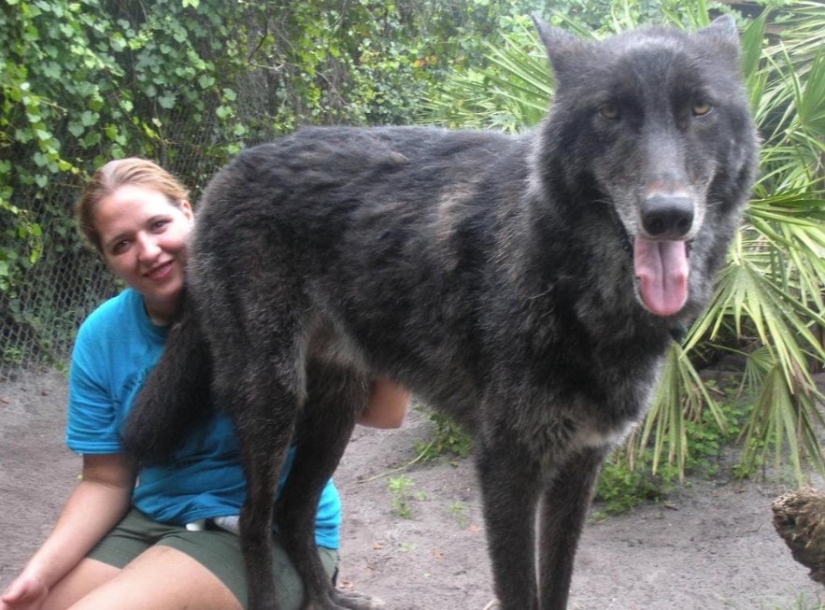 7 years ago, Yuki the wolf was saved from euthanasia, and look what he has become now