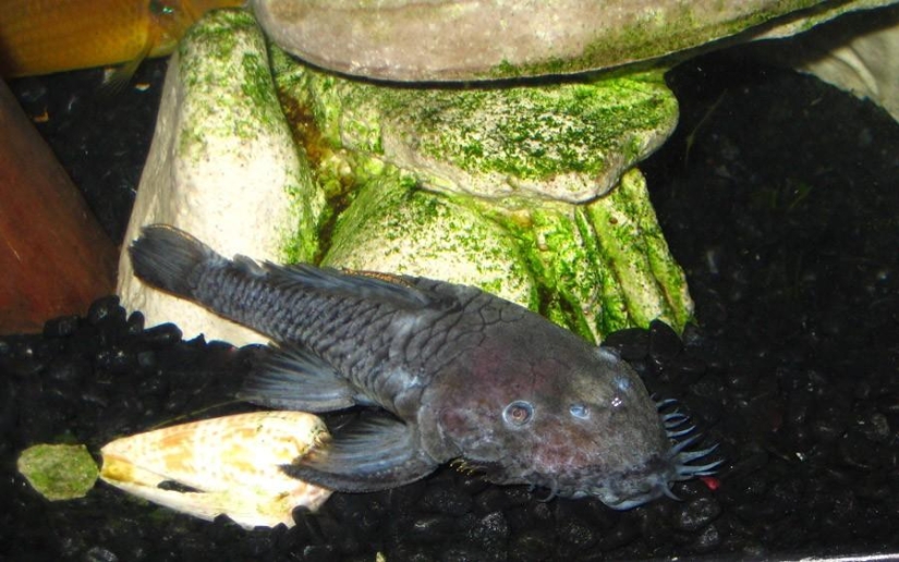 8 animals that look like other animals crossed with some other animals 8 animals that look like other animals crossed with some other animals