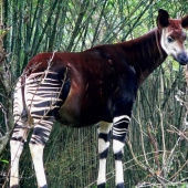 8 animals that look like other animals crossed with some other animals