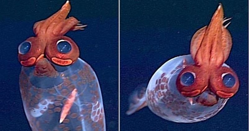 8 animals that look like other animals crossed with some other animals 8 animals that look like other animals crossed with some other animals