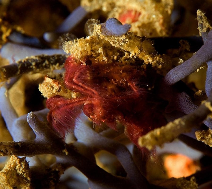 8 animals that look like other animals crossed with some other animals 8 animals that look like other animals crossed with some other animals