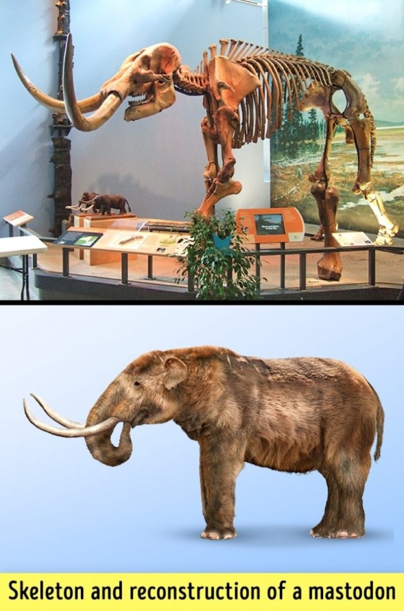 8 cosas de las que todos hemos oído hablar pero nunca hemos visto