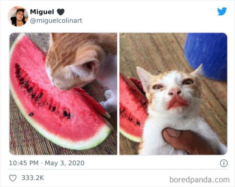 8 divertidos ejemplos de mascotas robadas robando comida