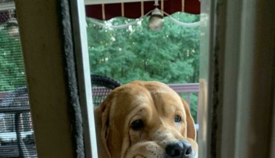 8 Funny Examples of Pets Caught Stealing Food