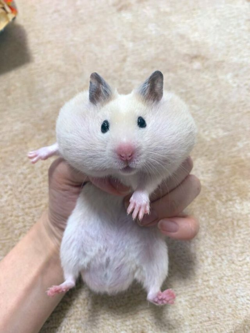 8 Funny Examples of Pets Caught Stealing Food 8 Funny Examples of Pets Caught Stealing Food