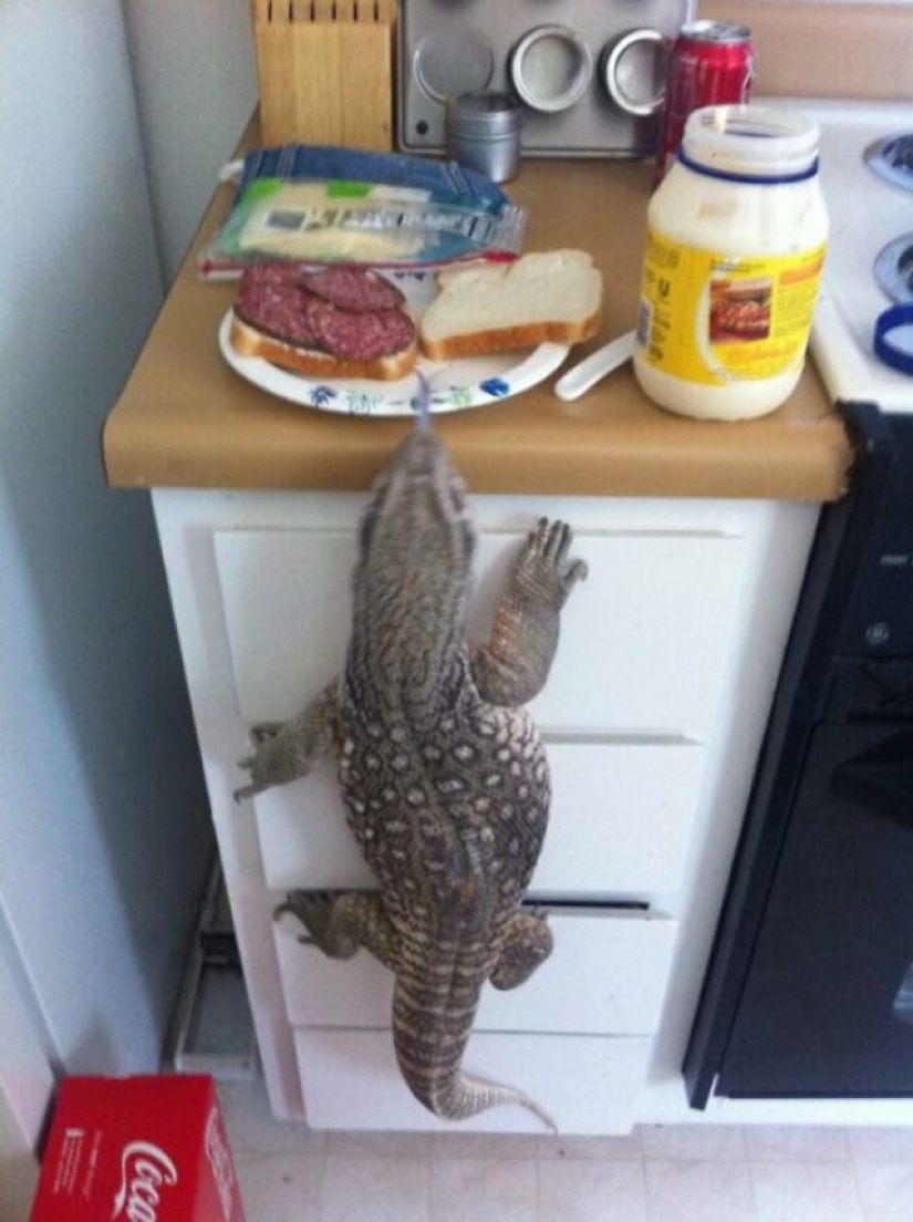 8 Funny Examples of Pets Caught Stealing Food 8 Funny Examples of Pets Caught Stealing Food