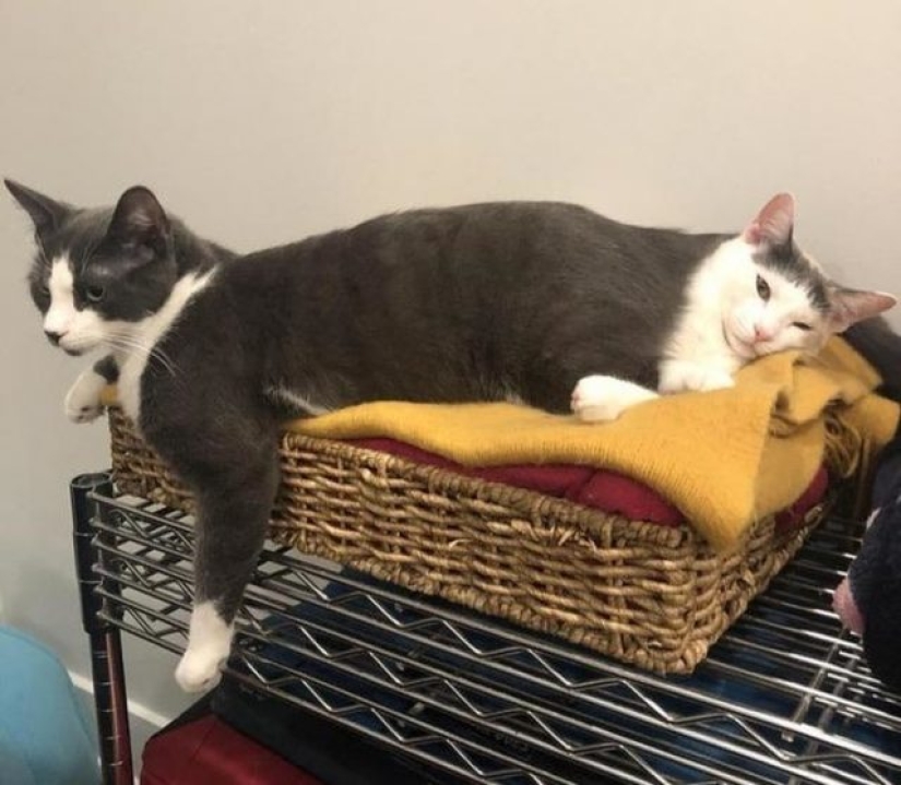 8 illusions 8 illusions