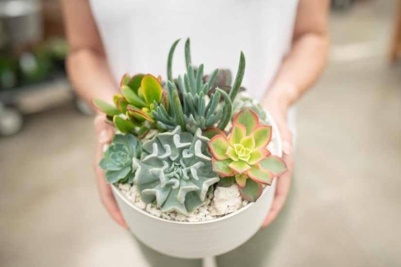 8 razones por las que necesitas conseguir suculentas urgentemente