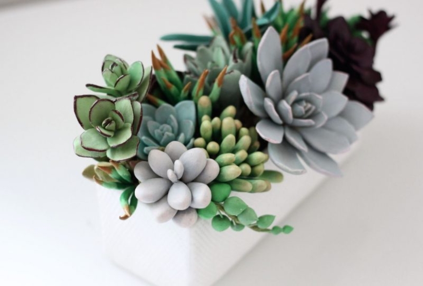 8 reasons why you need to get succulents urgently
