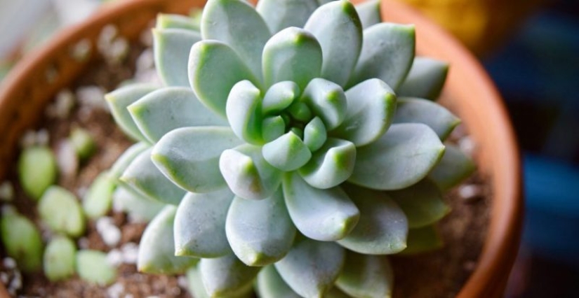 8 reasons why you need to get succulents urgently
