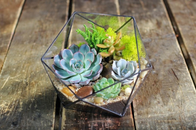 8 reasons why you need to get succulents urgently