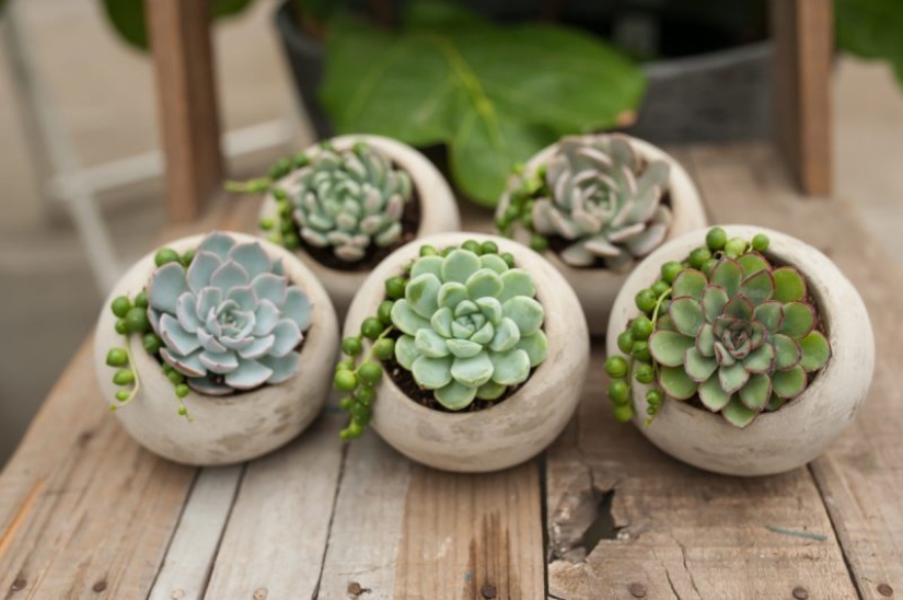 8 reasons why you need to get succulents urgently