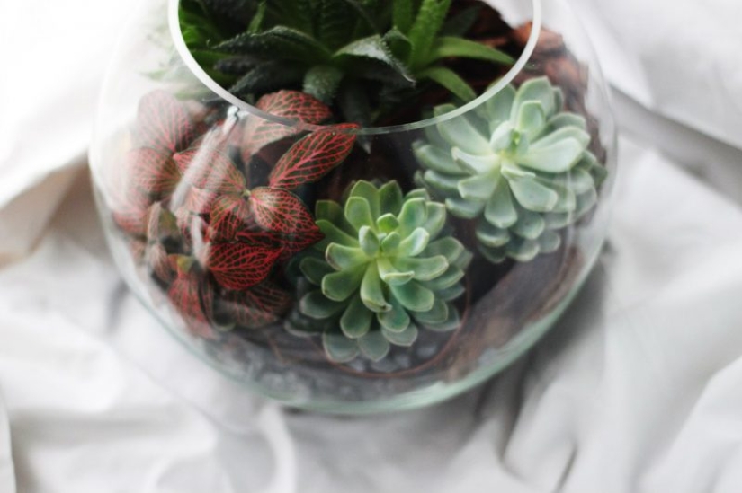 8 reasons why you need to get succulents urgently