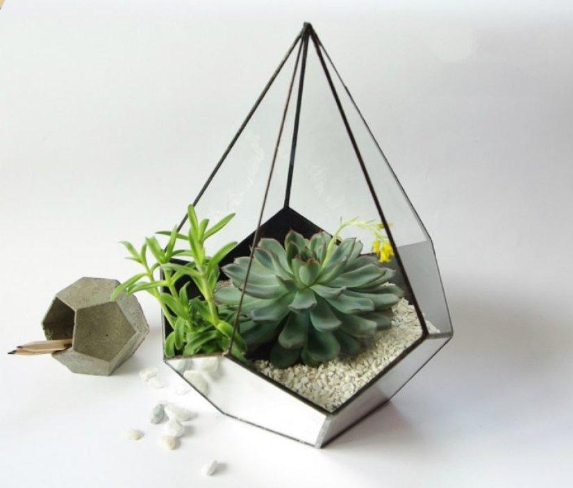 8 reasons why you need to get succulents urgently